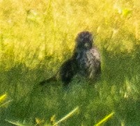 Accipitridae sp. (hawk sp.) - ML640928551