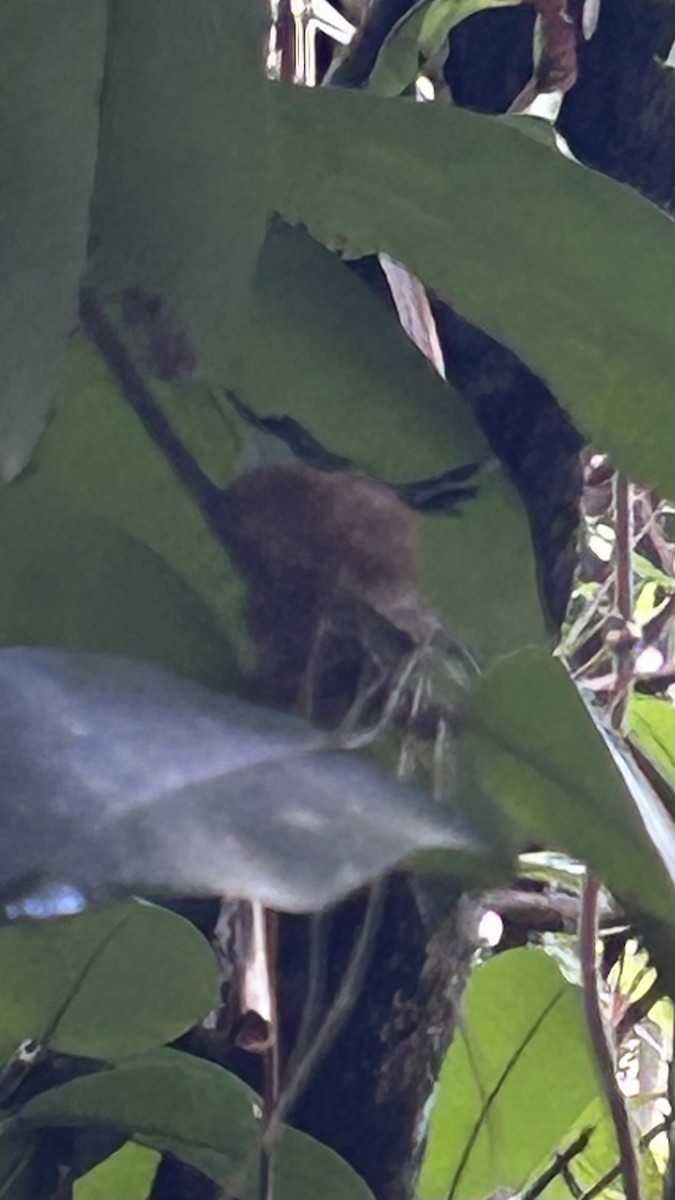 Antillean Crested Hummingbird - ML640928565