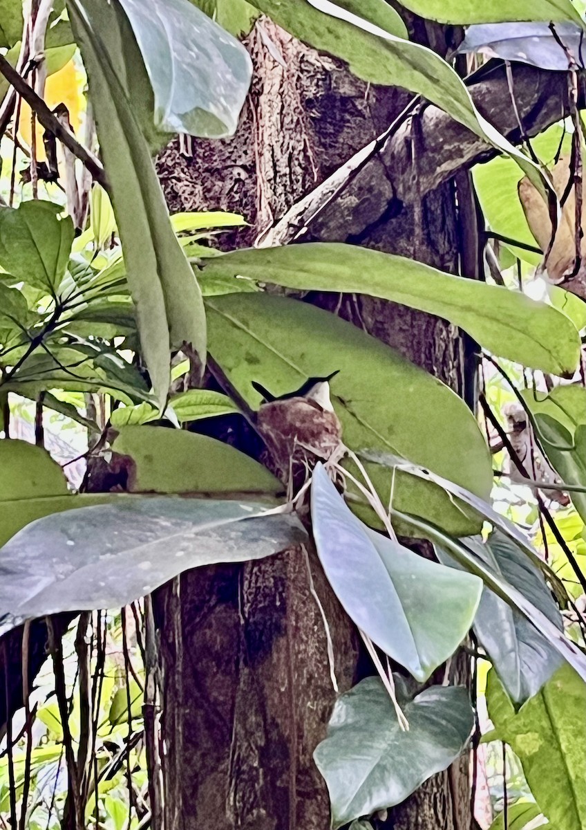 Antillean Crested Hummingbird - ML640928566