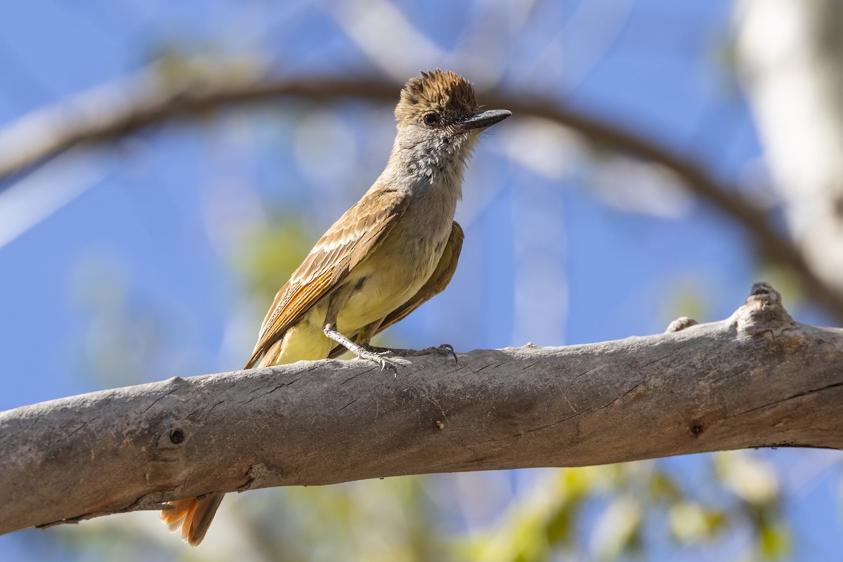 Brown-crested Flycatcher - ML640928591