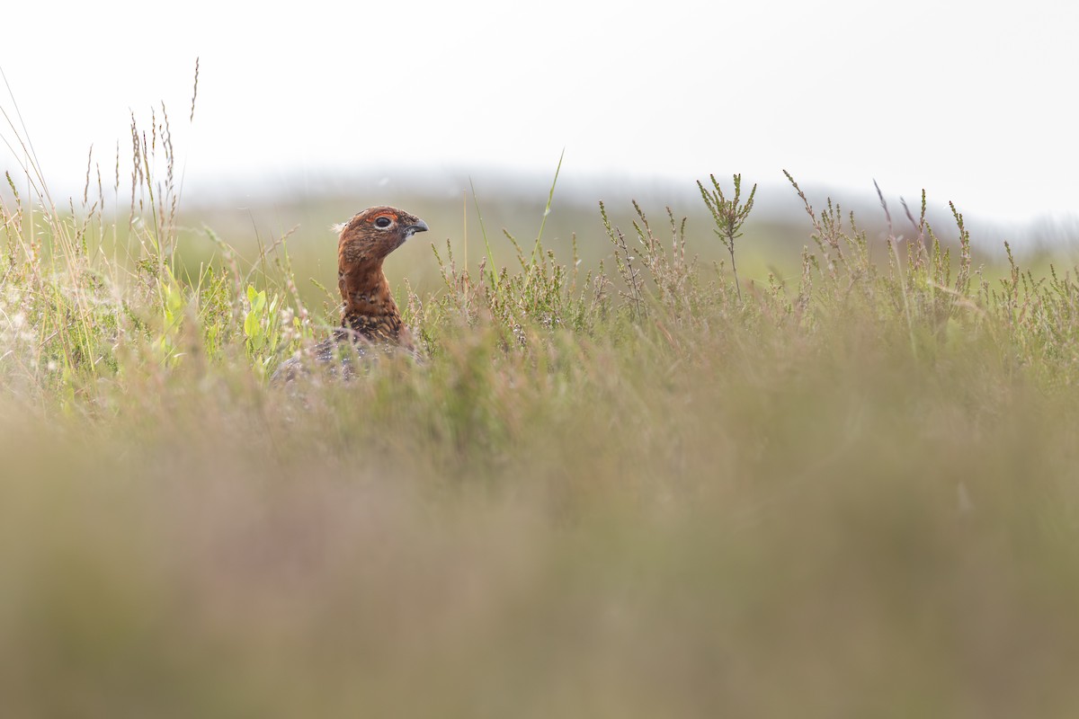 Willow Ptarmigan (Red Grouse) - ML640928657