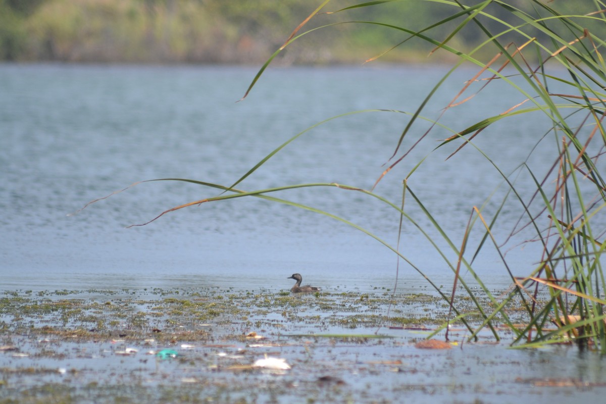 Least Grebe - ML640928782