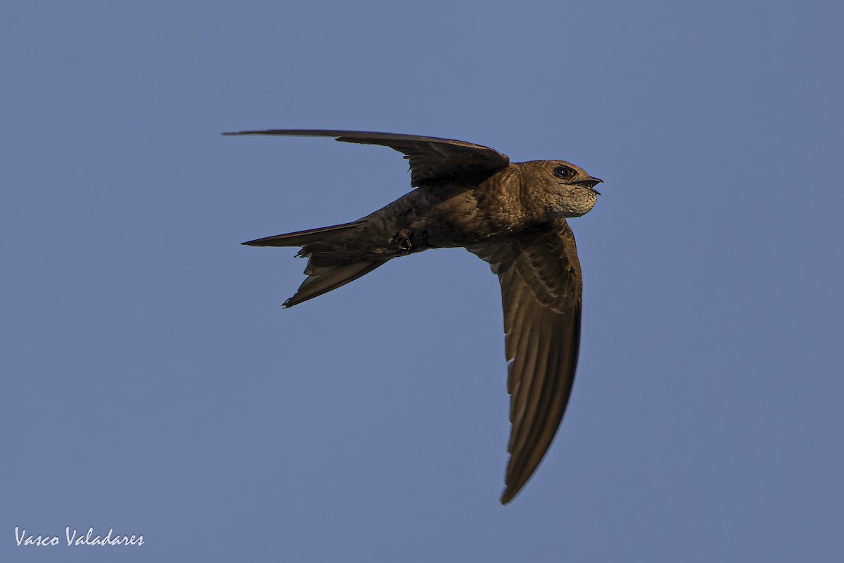 Pallid Swift - ML640928790