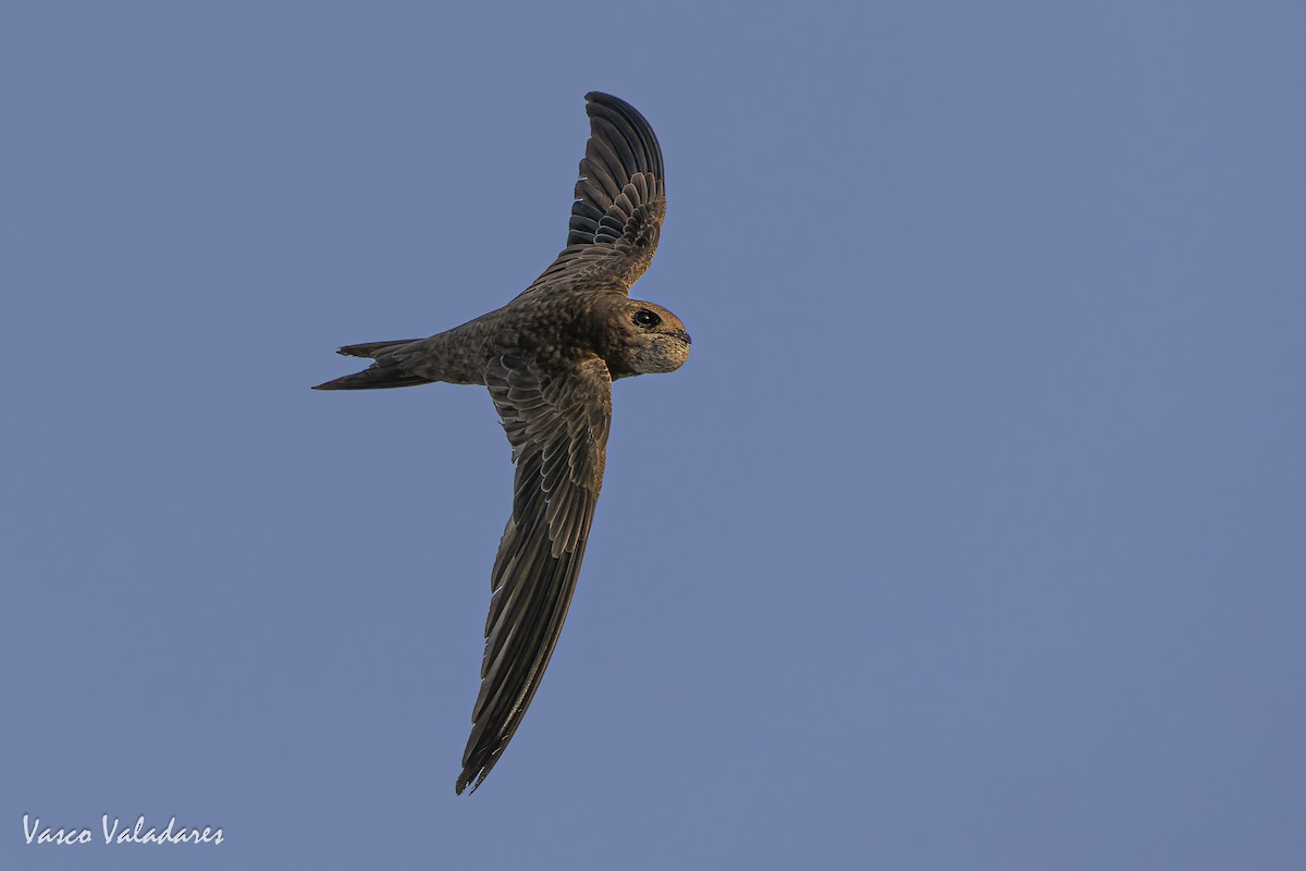 Pallid Swift - ML640928791