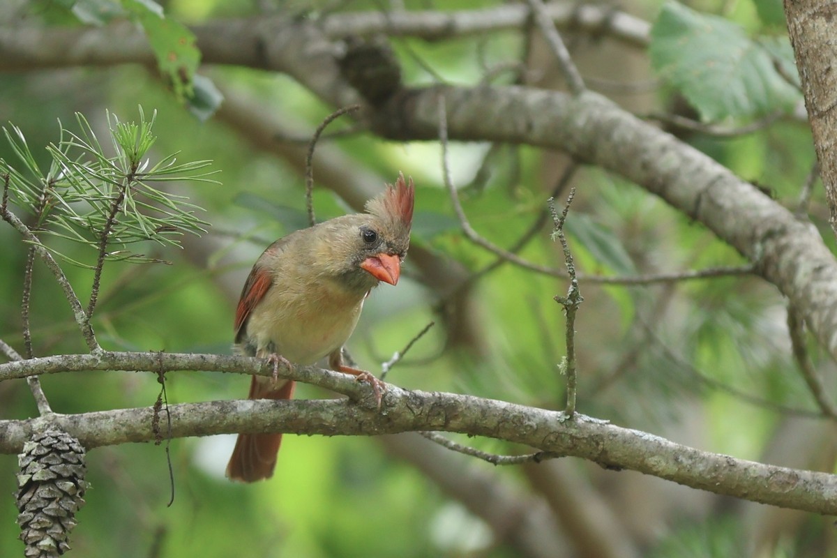 ショウジョウコウカンチョウ - ML640928793