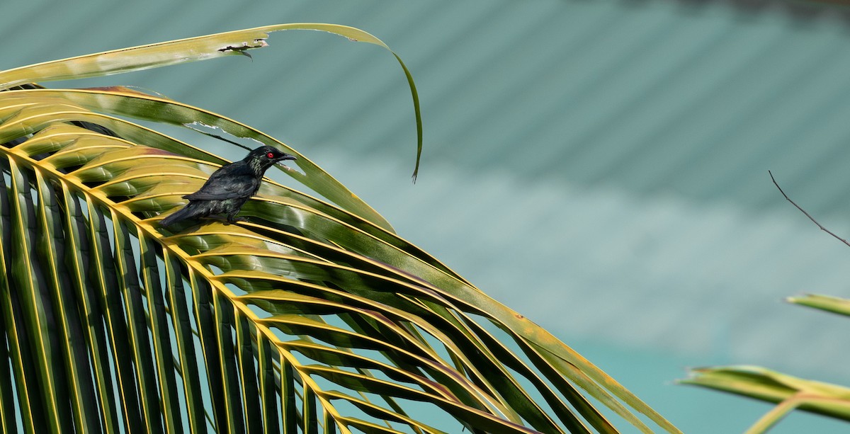 Asian Glossy Starling - ML640928834