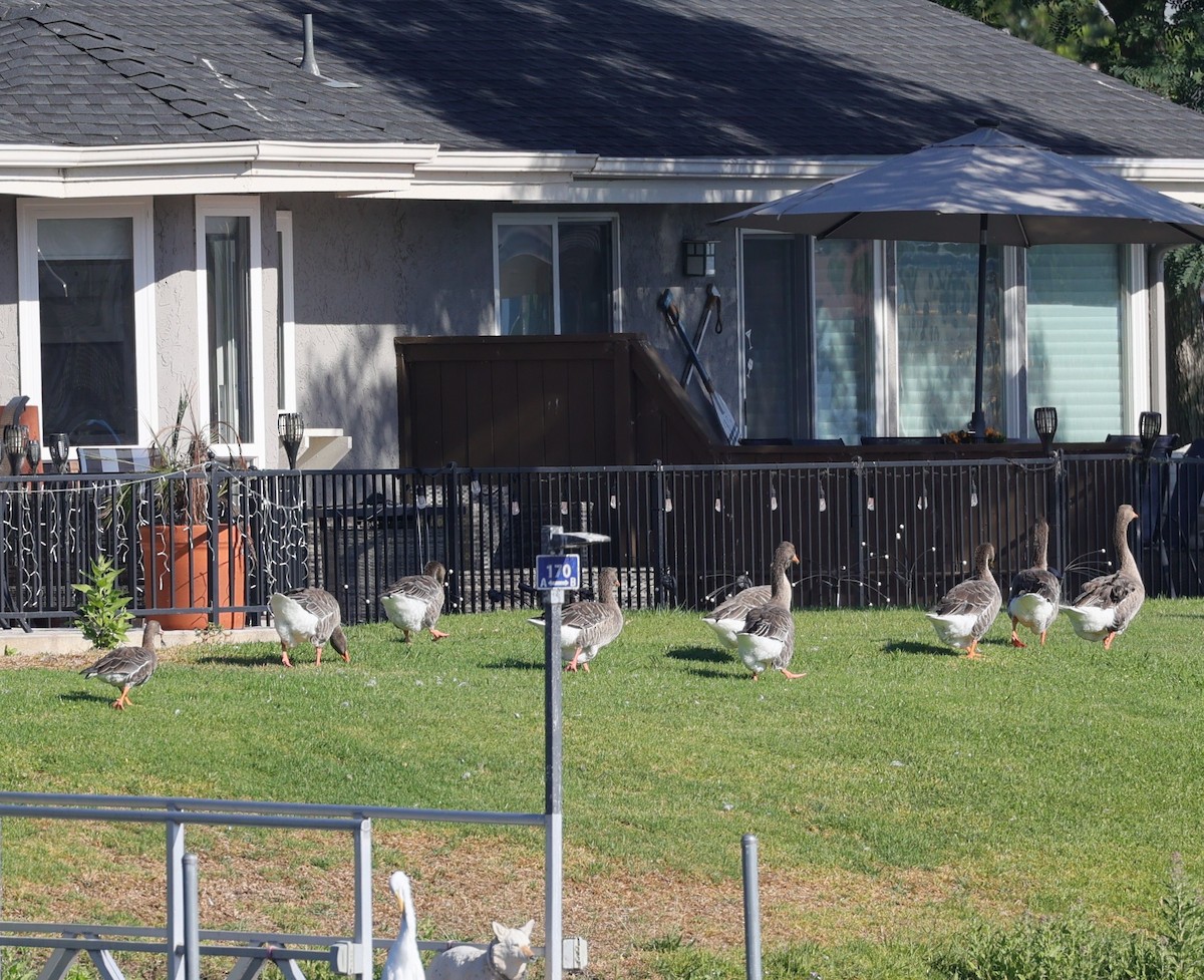 Greater White-fronted Goose - ML640928866
