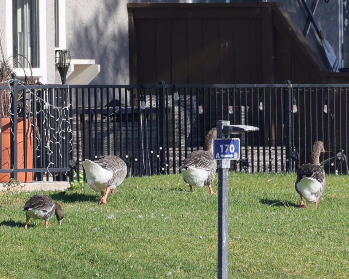 Greater White-fronted Goose - ML640928881