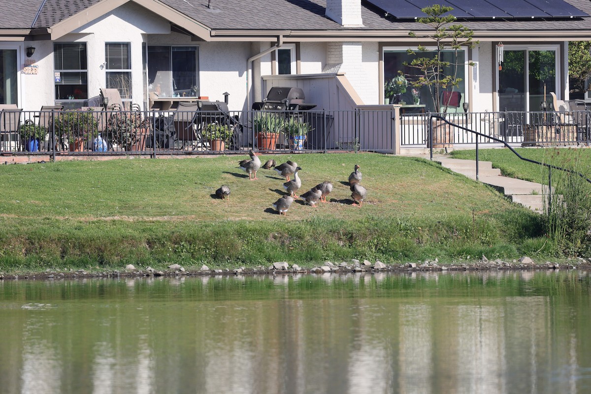 Greater White-fronted Goose - ML640928888