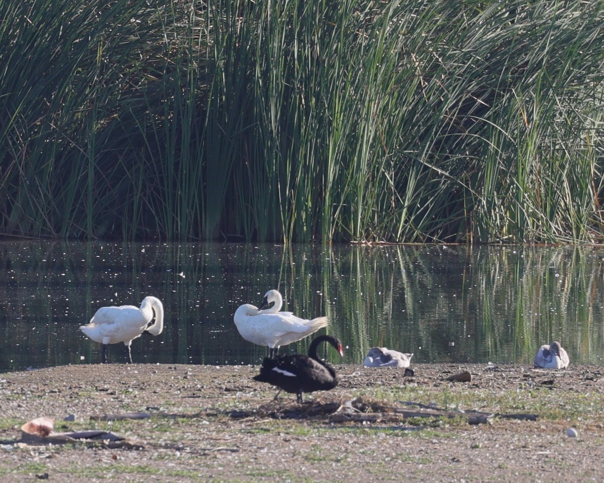 Trumpeter Swan - ML640928962