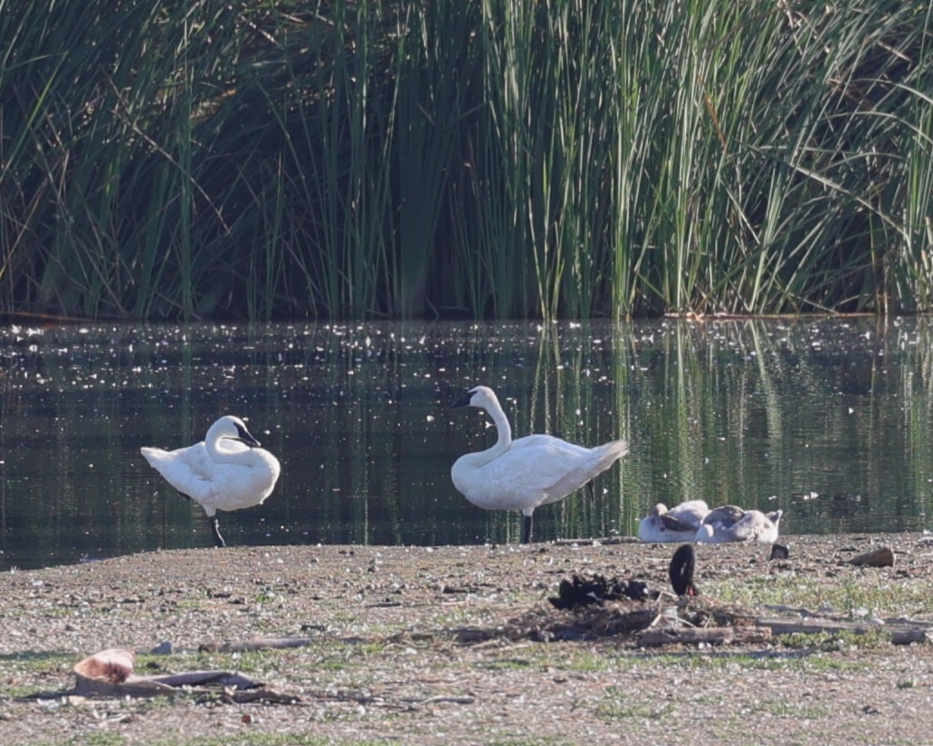 Trumpeter Swan - ML640928970