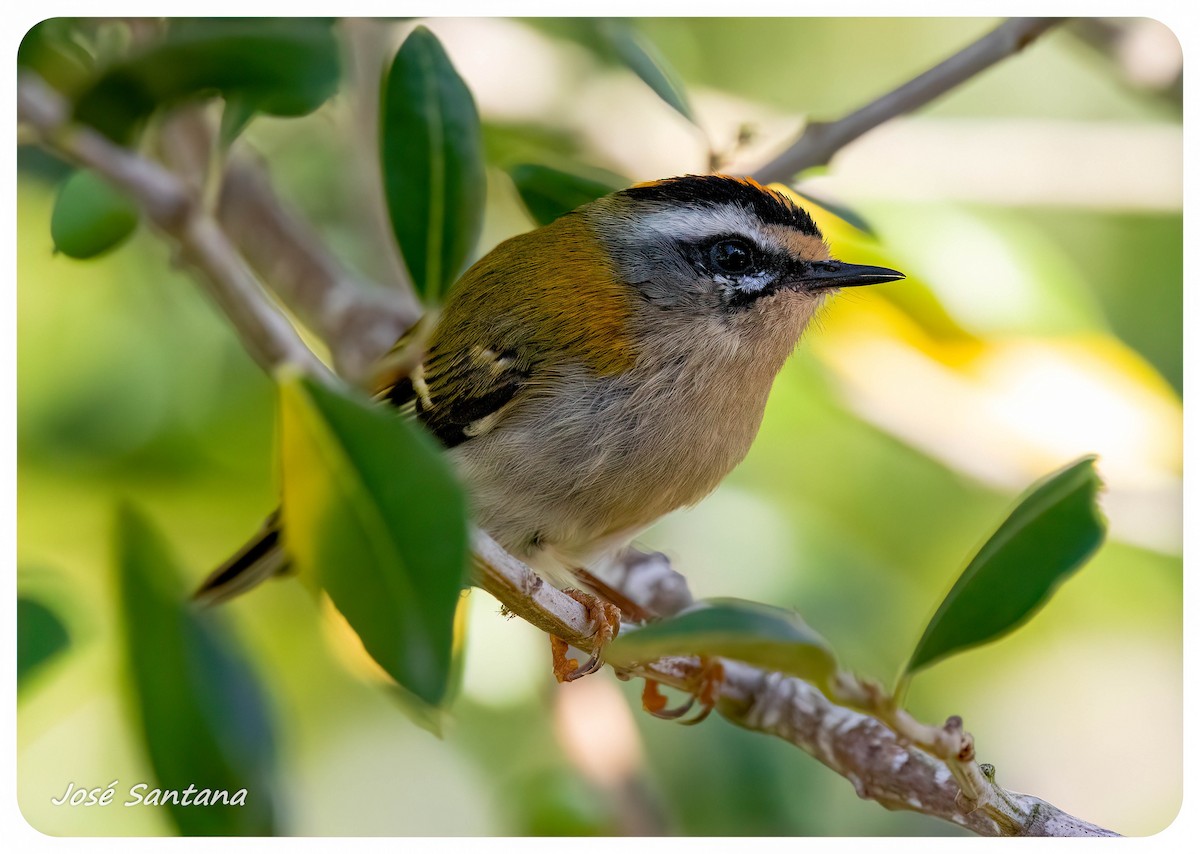 Common Firecrest - ML640928973