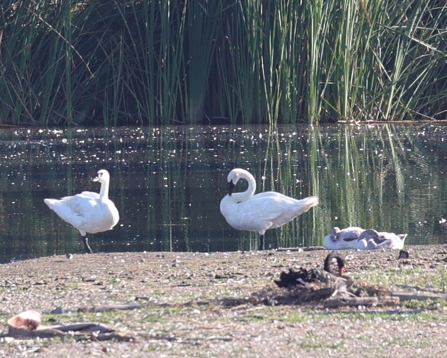 Trumpeter Swan - ML640928977