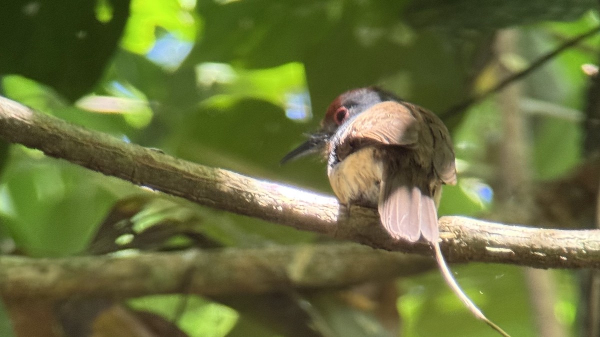 Rufous-capped Nunlet - ML640928981