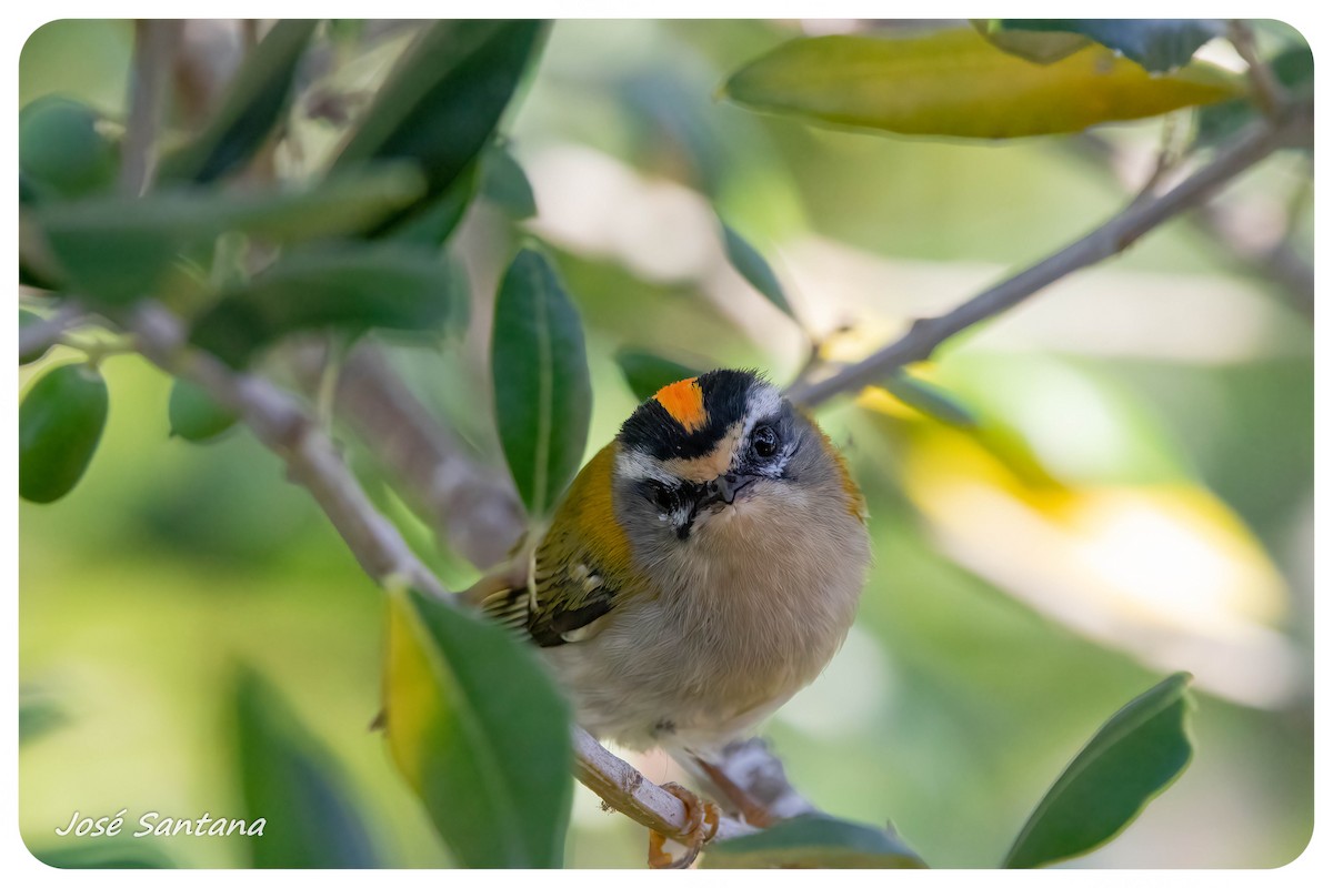Common Firecrest - ML640928993