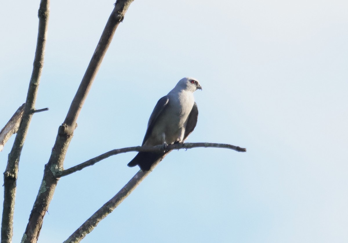Mississippi Kite - ML640929008
