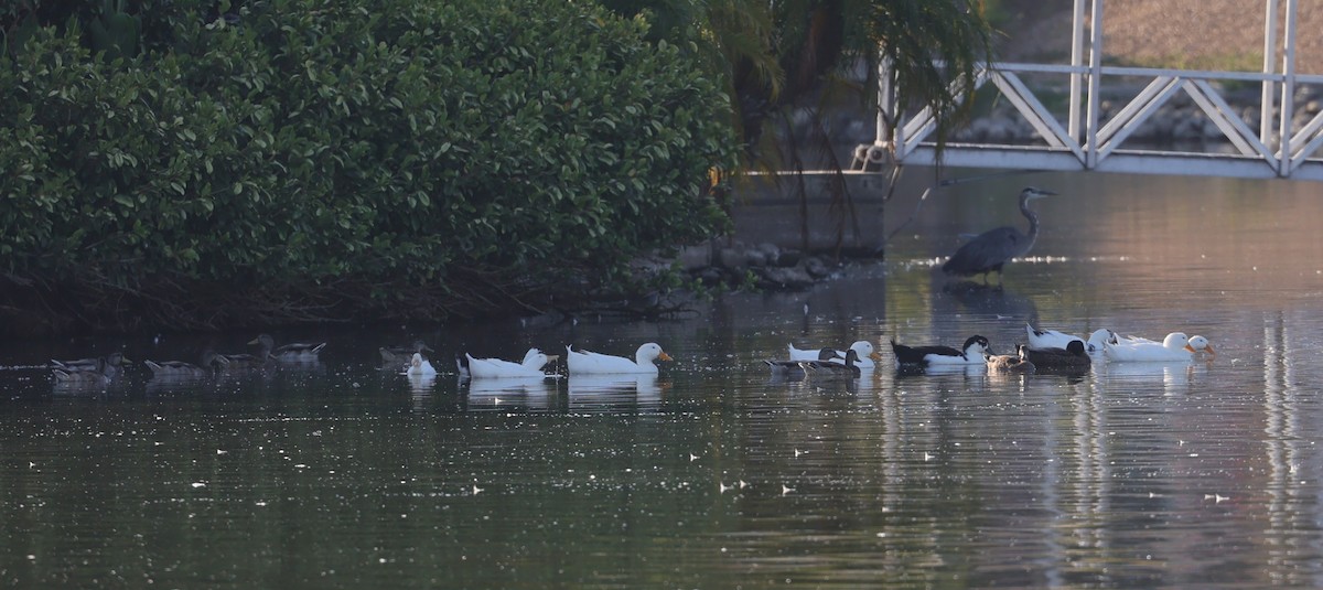 anatidé sp. (canard sp.) - ML640929035