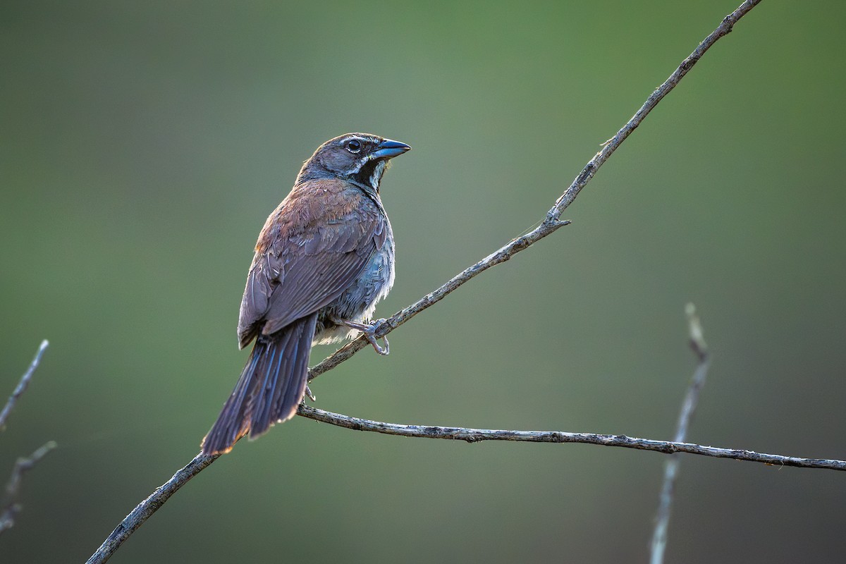Five-striped Sparrow - ML640929064
