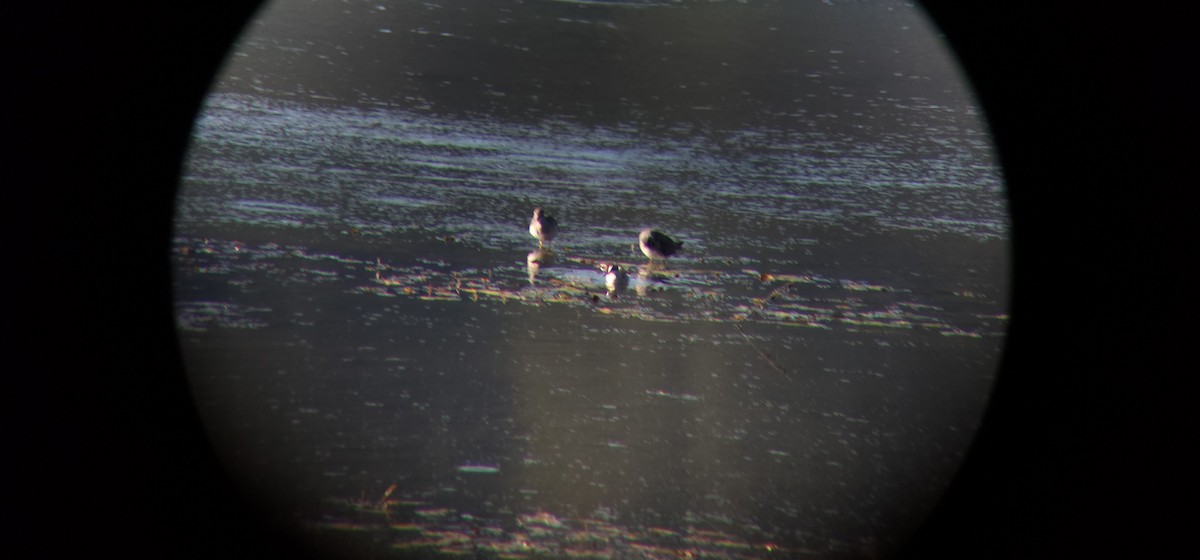 Red-necked Phalarope - ML640929077