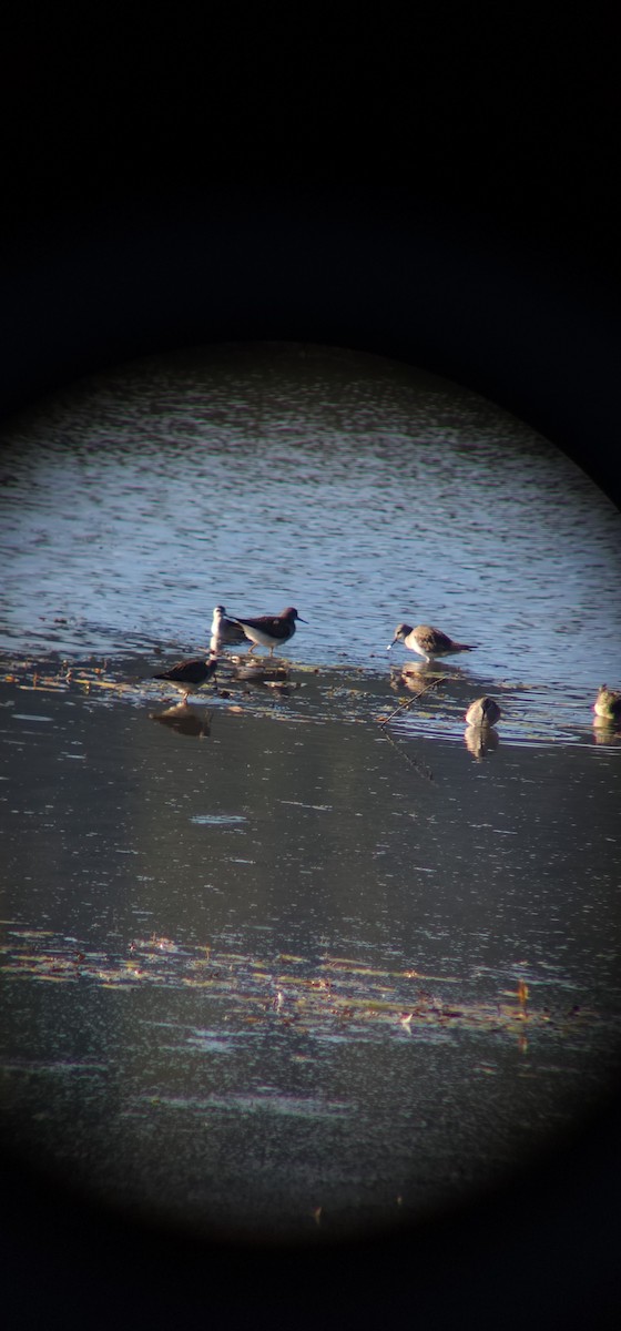 Red-necked Phalarope - ML640929078