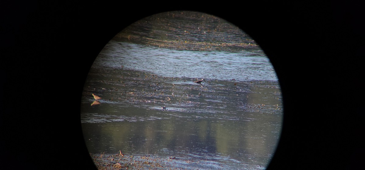 Red-necked Phalarope - ML640929079