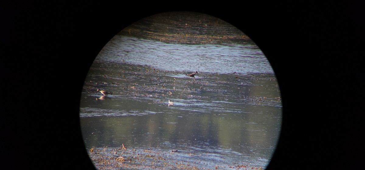Red-necked Phalarope - ML640929080