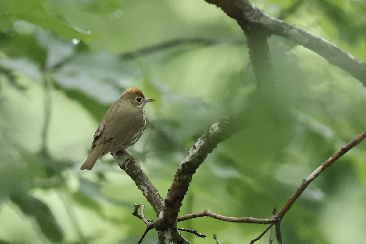カマドムシクイ - ML640929095