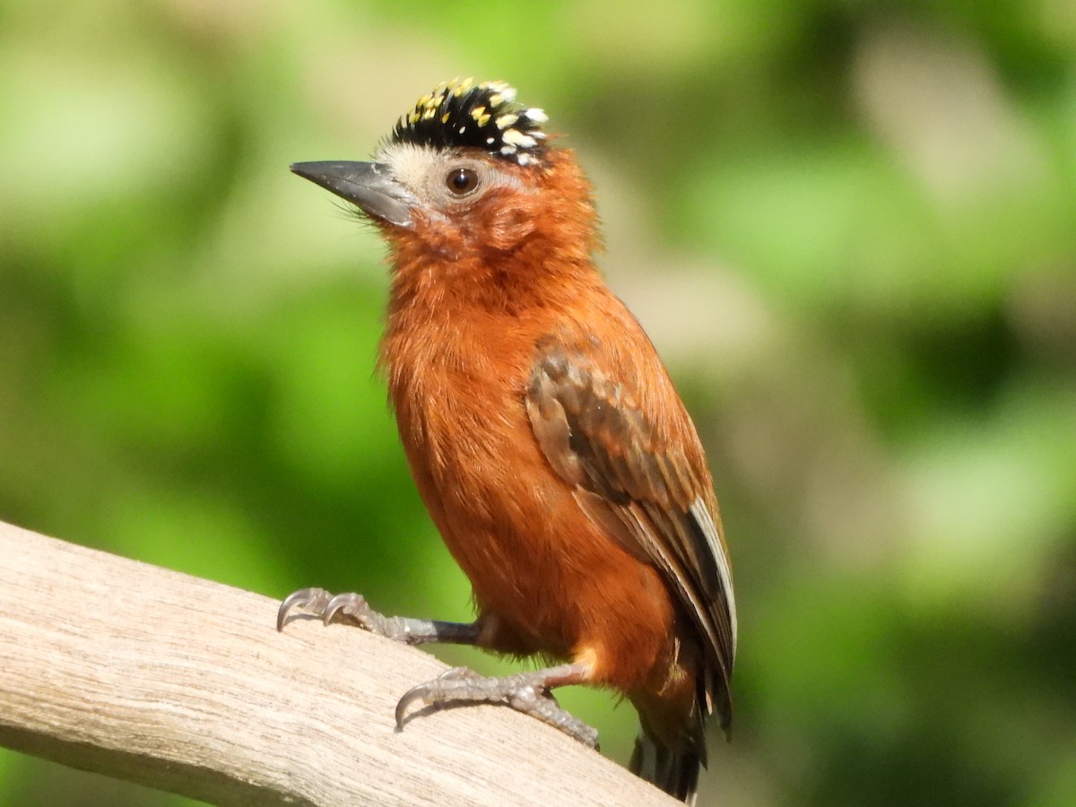 Chestnut Piculet - ML640929118