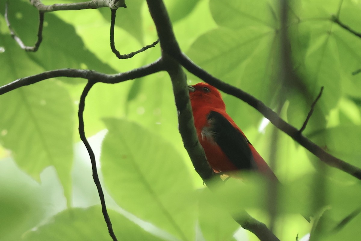 アカフウキンチョウ - ML640929126