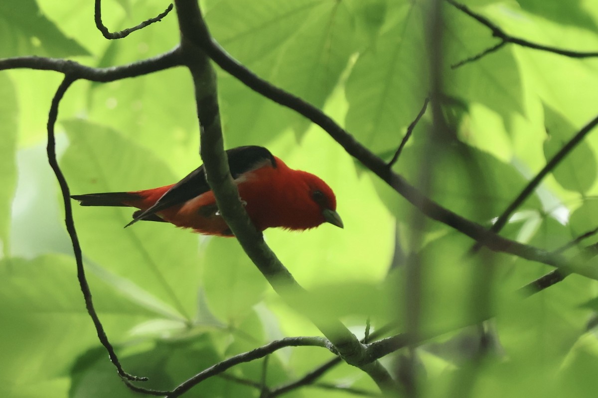 アカフウキンチョウ - ML640929128