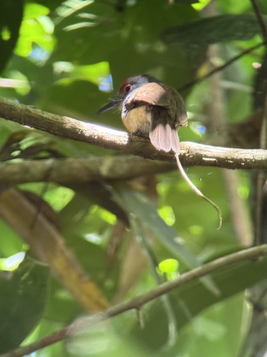 Rufous-capped Nunlet - ML640929137