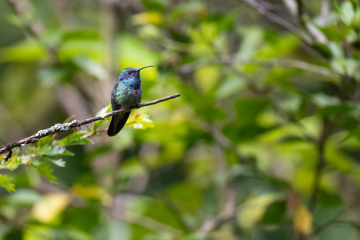 Colibri thalassin - ML640929156