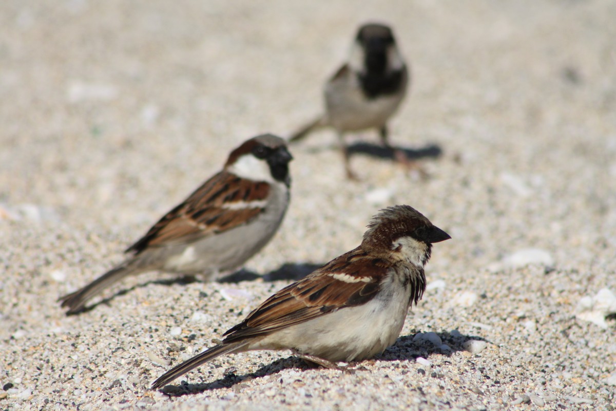 Оронгийн бор шувуу - ML640929359