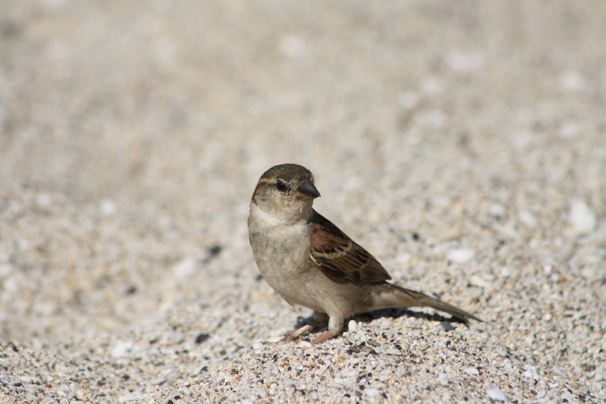 Оронгийн бор шувуу - ML640929360