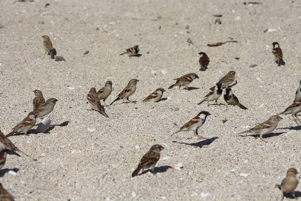 Оронгийн бор шувуу - ML640929361