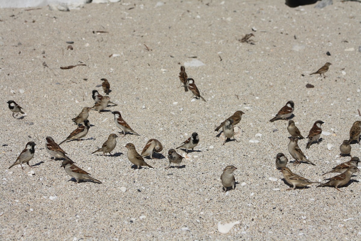 Оронгийн бор шувуу - ML640929362