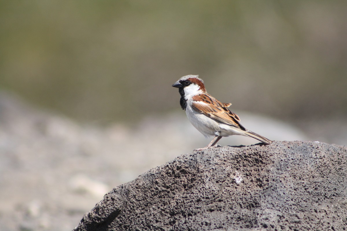 Оронгийн бор шувуу - ML640929436