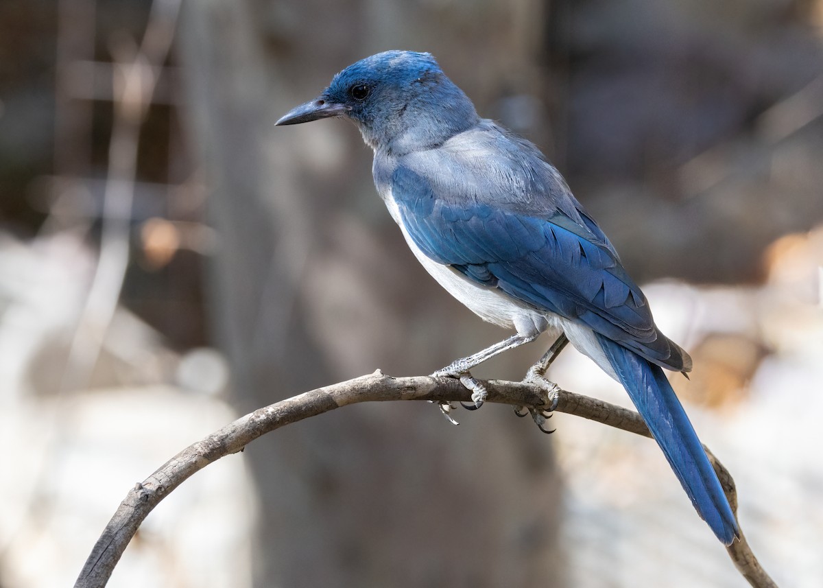 Mexican Jay - ML640929488