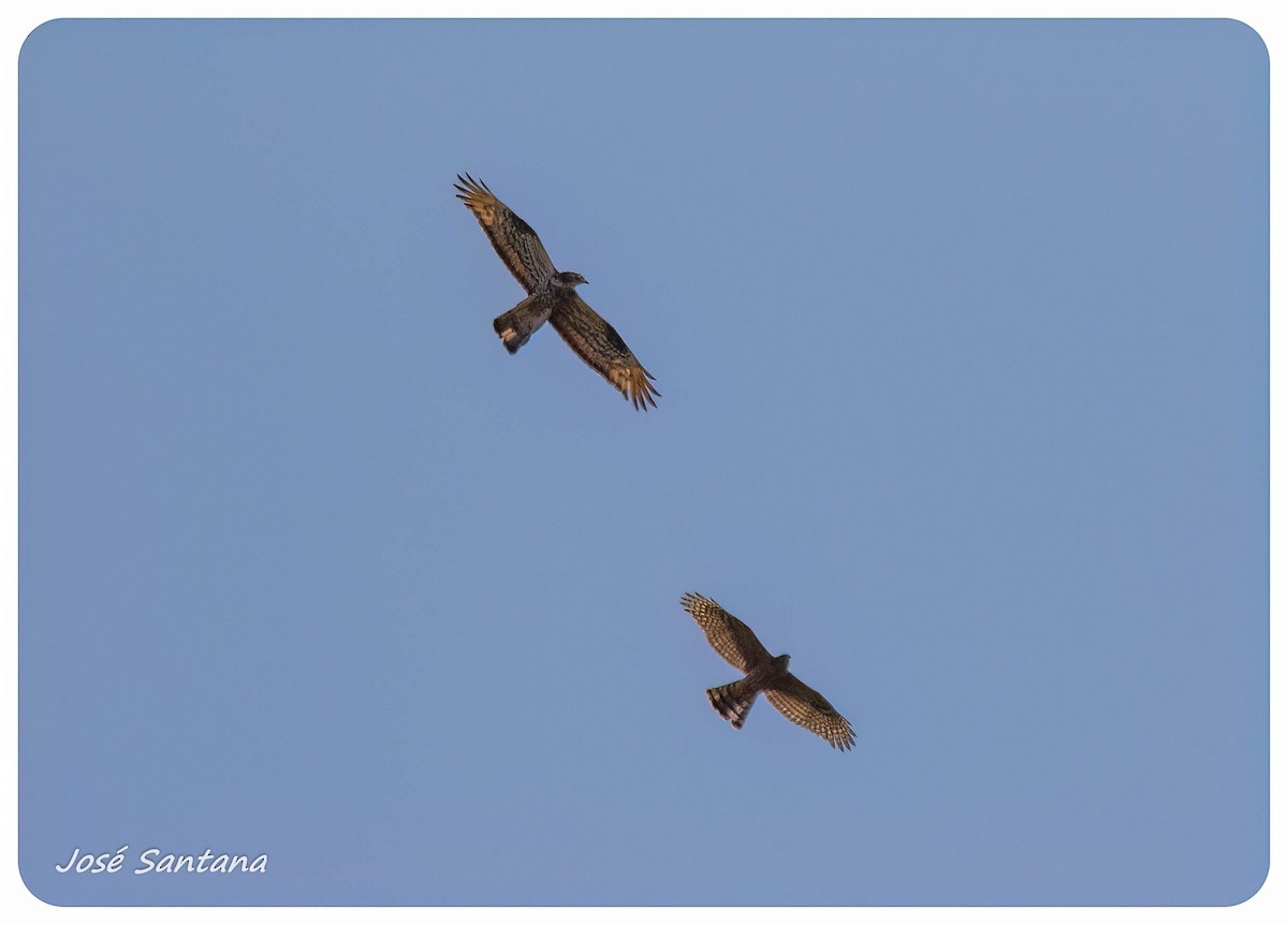 Eurasian Goshawk - ML640929491