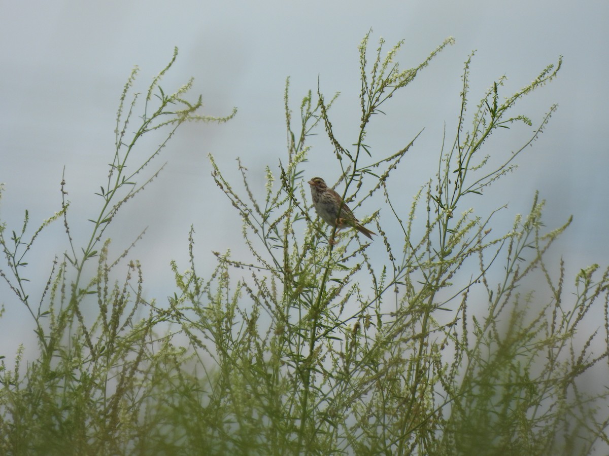 Savannah Sparrow - ML640929528