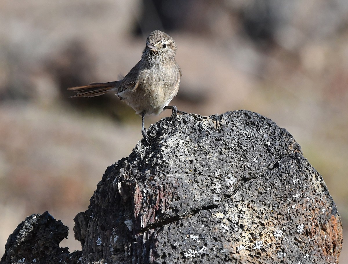 Cordilleran Canastero - ML640929546