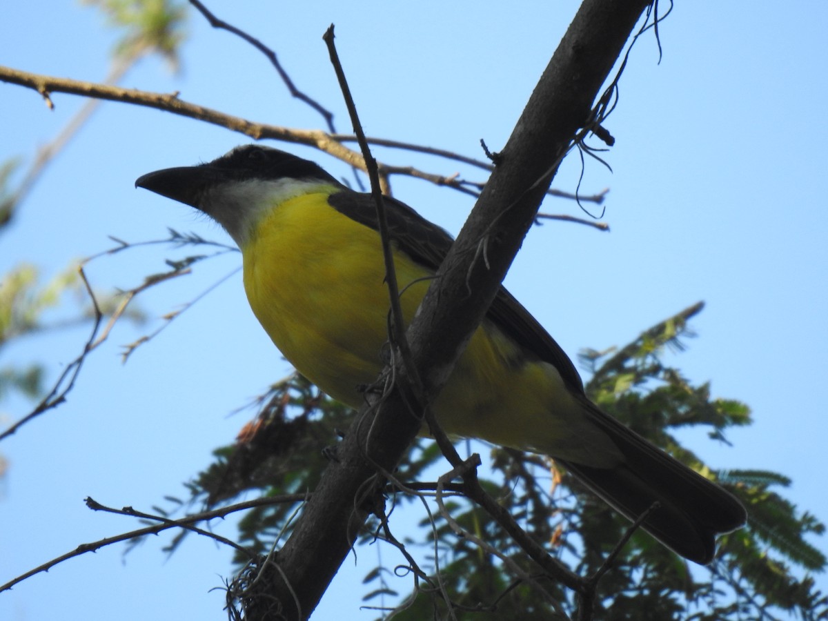 Bienteveo Pitanguá (chrysogaster) - ML640929601