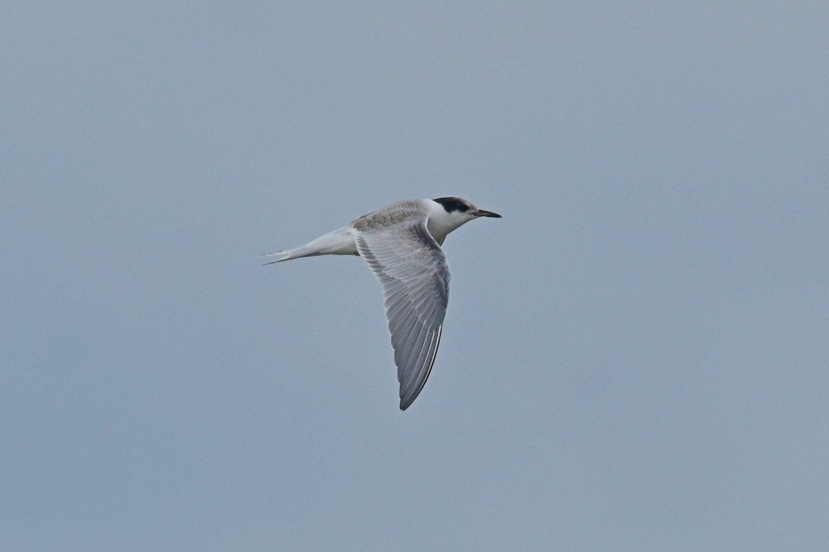 Common Tern - Joel Trick