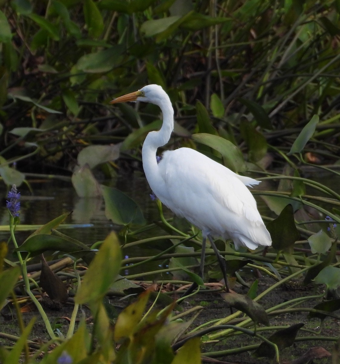 Great Egret - ML640929638