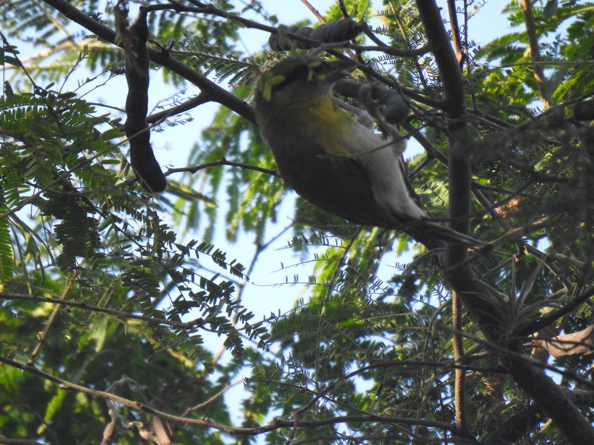 Rufous-browed Peppershrike - ML640929639