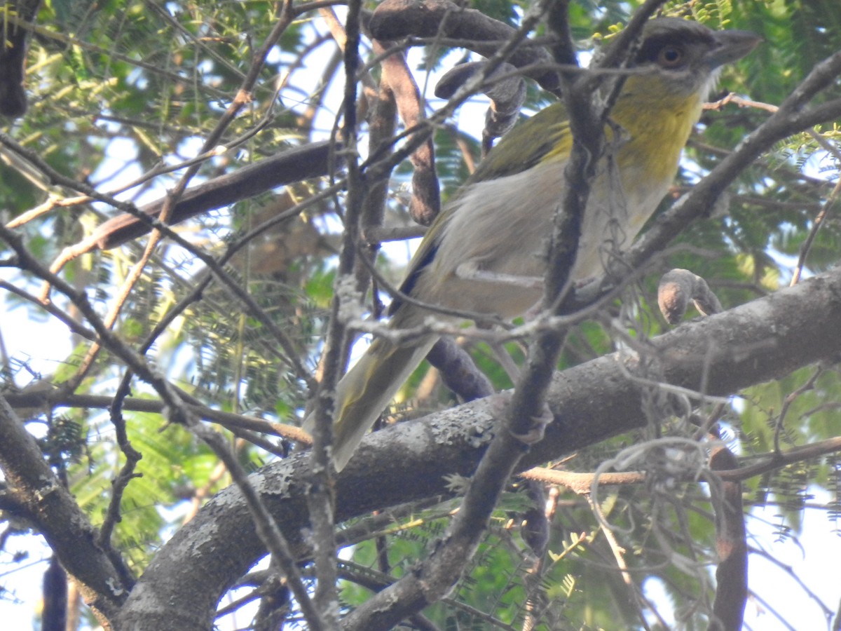 Rufous-browed Peppershrike - ML640929640