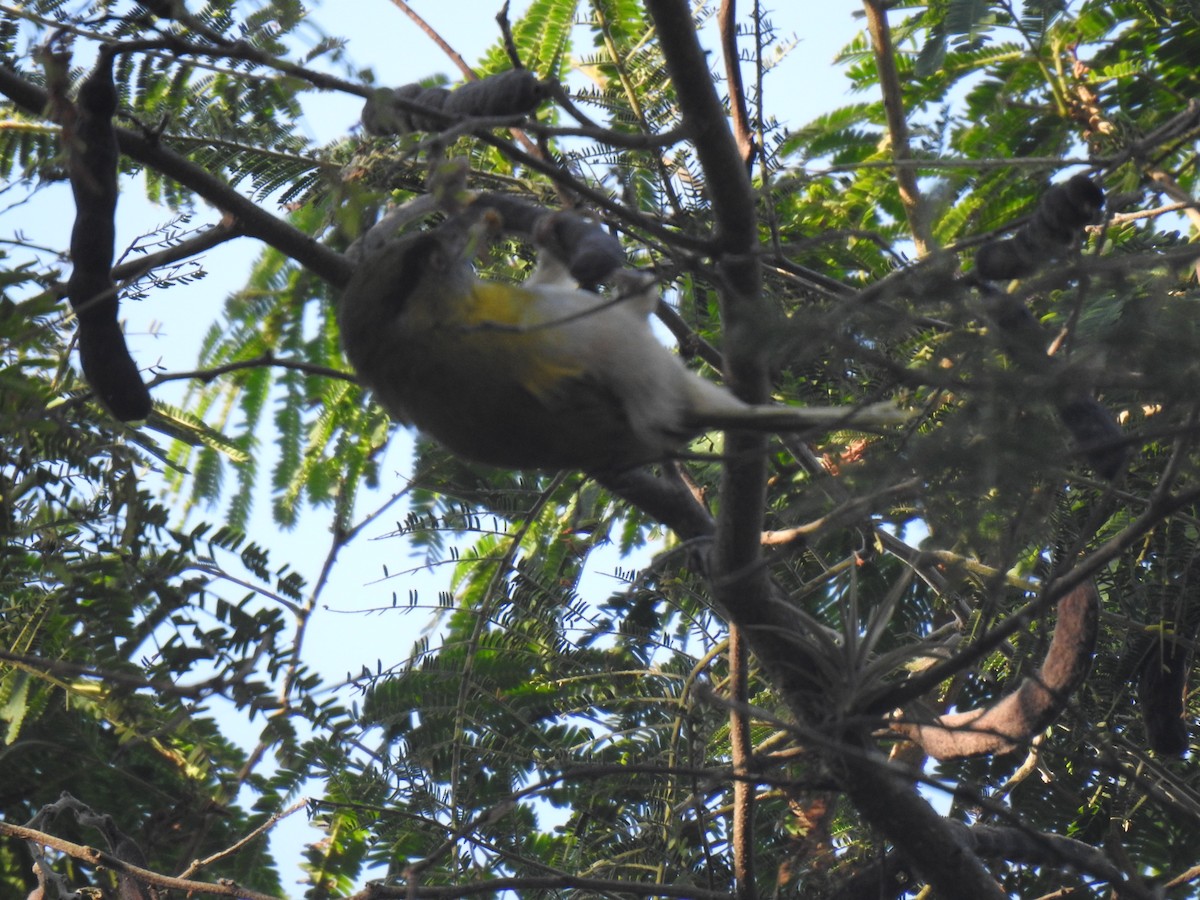 Rufous-browed Peppershrike - ML640929641