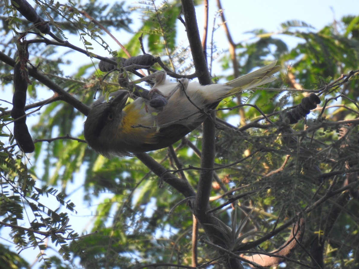 Rufous-browed Peppershrike - ML640929642