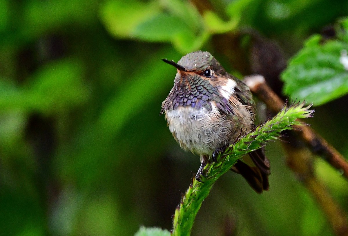 Volcano Hummingbird - ML640929732
