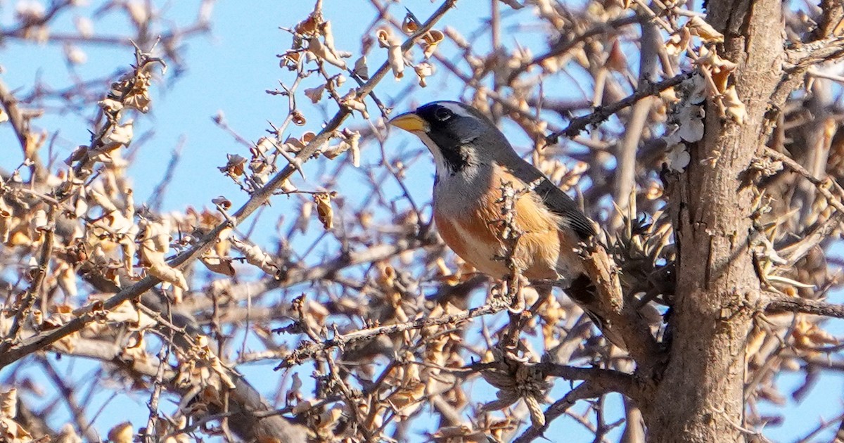 Many-colored Chaco Finch - ML640929764